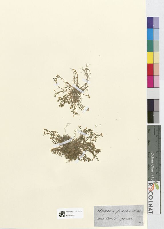 Sagina procumbens (Caryophyllaceae)