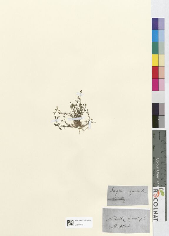 Sagina apetala (Caryophyllaceae)