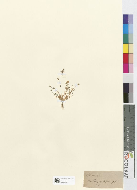 Moenchia erecta (Caryophyllaceae)