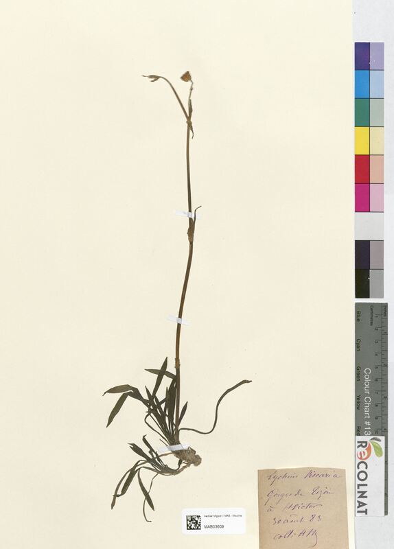 Lychnis viscaria (Caryophyllaceae)