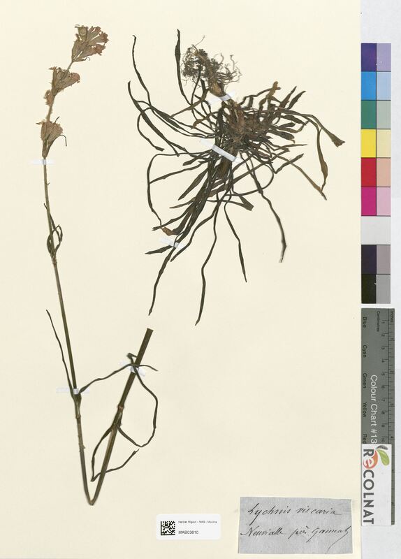 Lychnis viscaria (Caryophyllaceae)