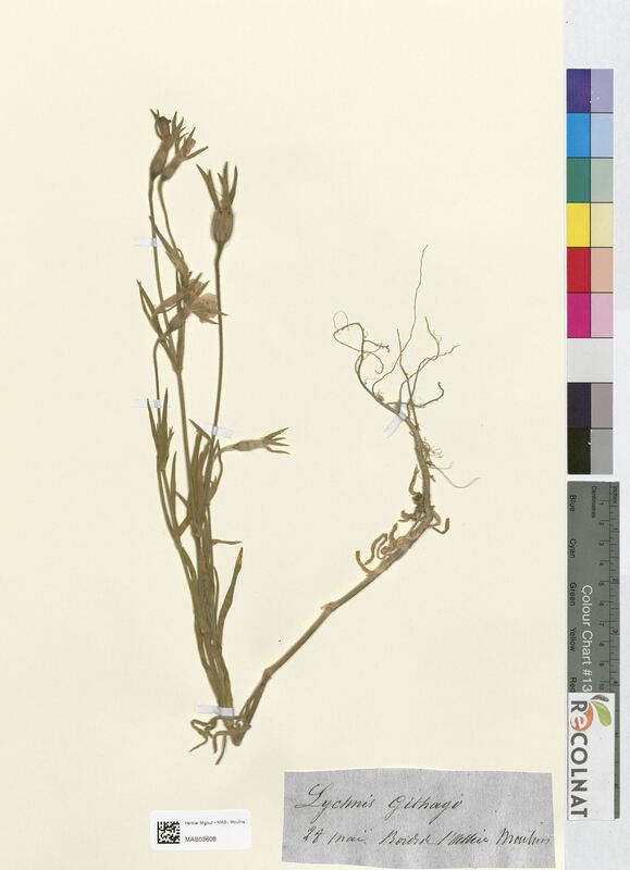 Lychnis githago (Caryophyllaceae)