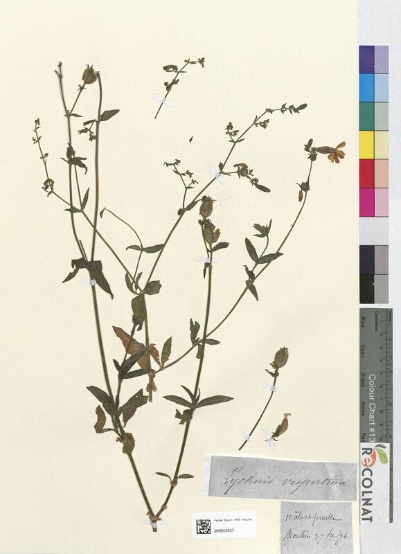 Lychnis vespertina (Caryophyllaceae)