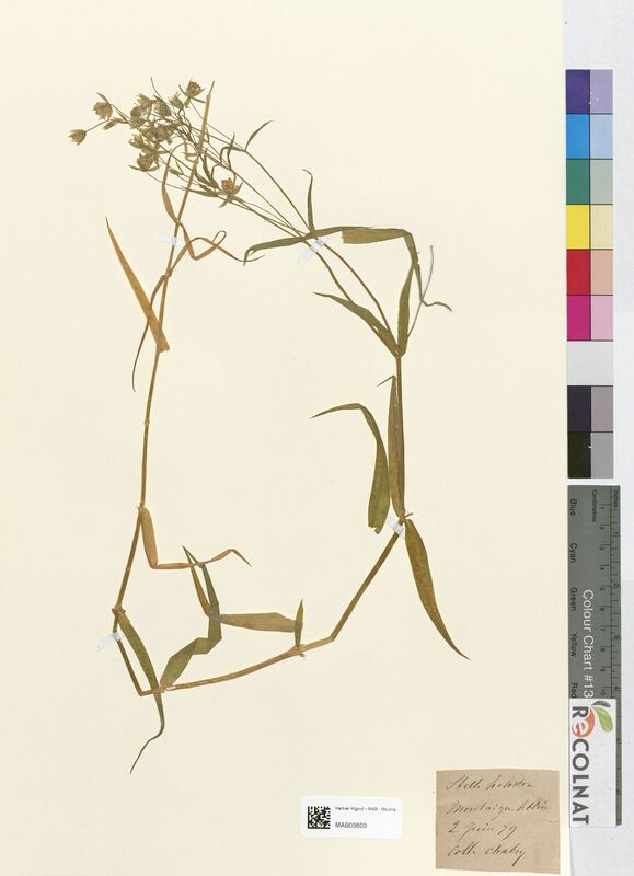 Stellaria holostea (Caryophyllaceae)