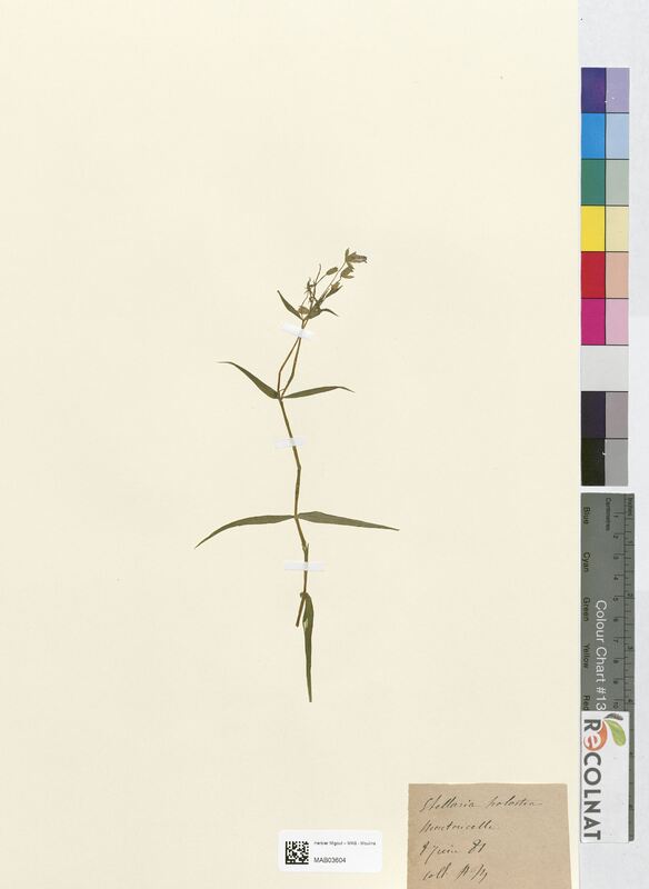 Stellaria holostea (Caryophyllaceae)