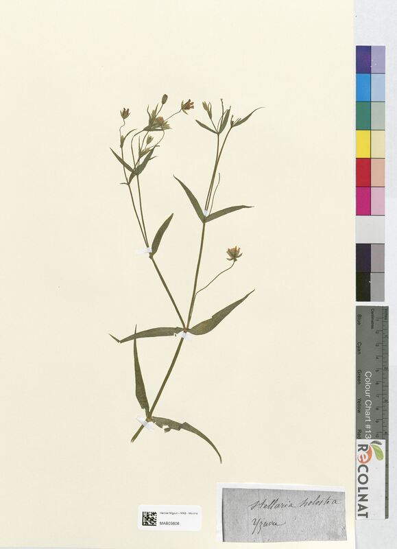 Stellaria holostea (Caryophyllaceae)