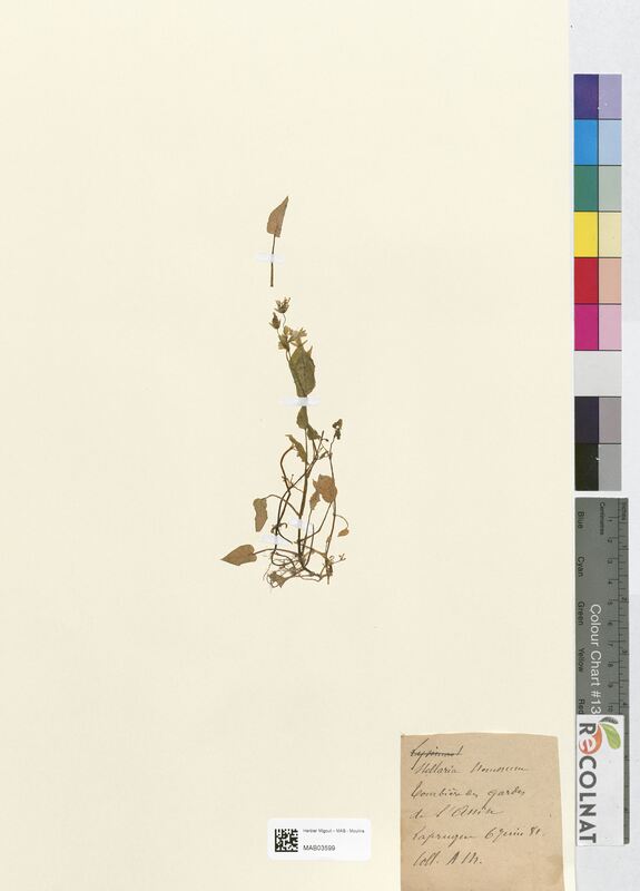 Stellaria nemorum (Caryophyllaceae)