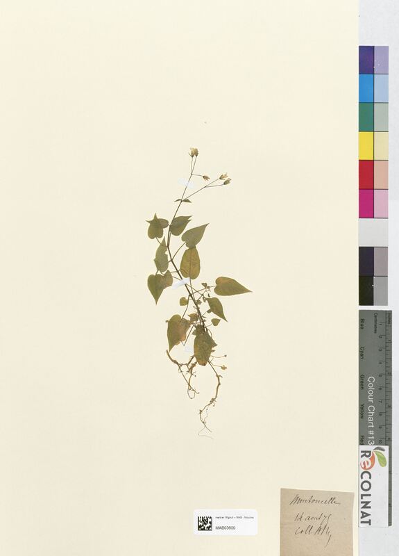 Stellaria nemorum (Caryophyllaceae)