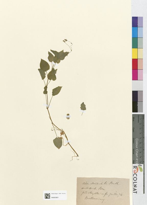 Stellaria nemorum (Caryophyllaceae)