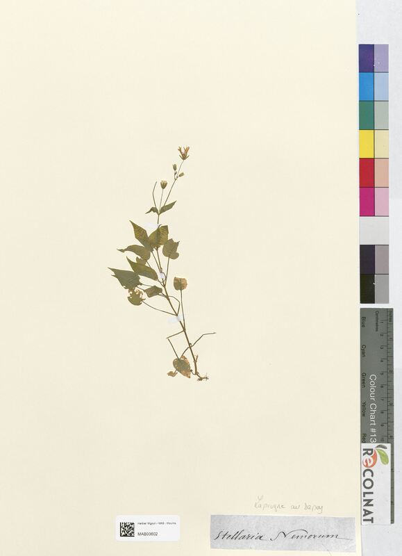 Stellaria nemorum (Caryophyllaceae)