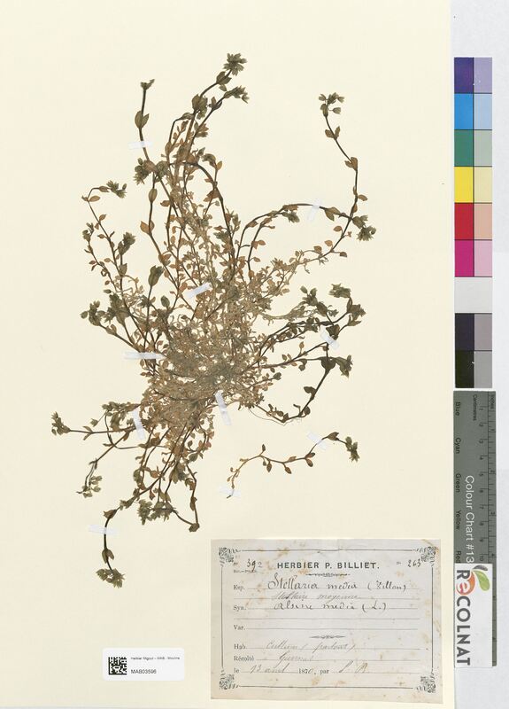 Stellaria media (Caryophyllaceae)
