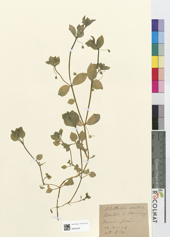 Stellaria media (Caryophyllaceae)