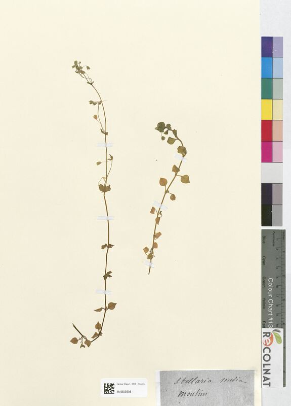 Stellaria media (Caryophyllaceae)