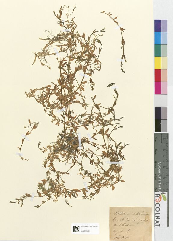 Stellaria uliginosa (Caryophyllaceae)