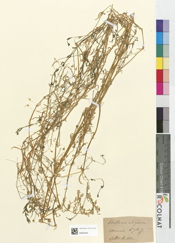 Stellaria uliginosa (Caryophyllaceae)