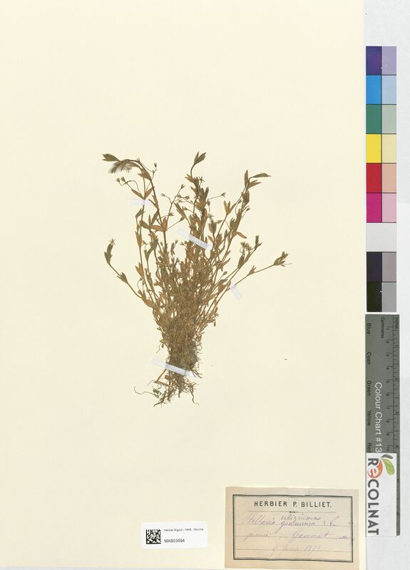 Stellaria uliginosa (Caryophyllaceae)