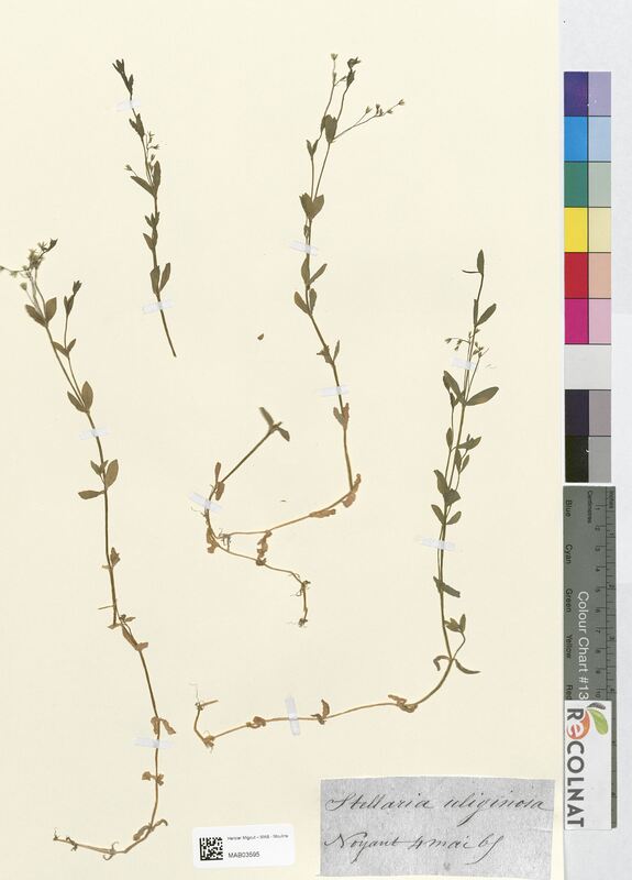 Stellaria uliginosa (Caryophyllaceae)