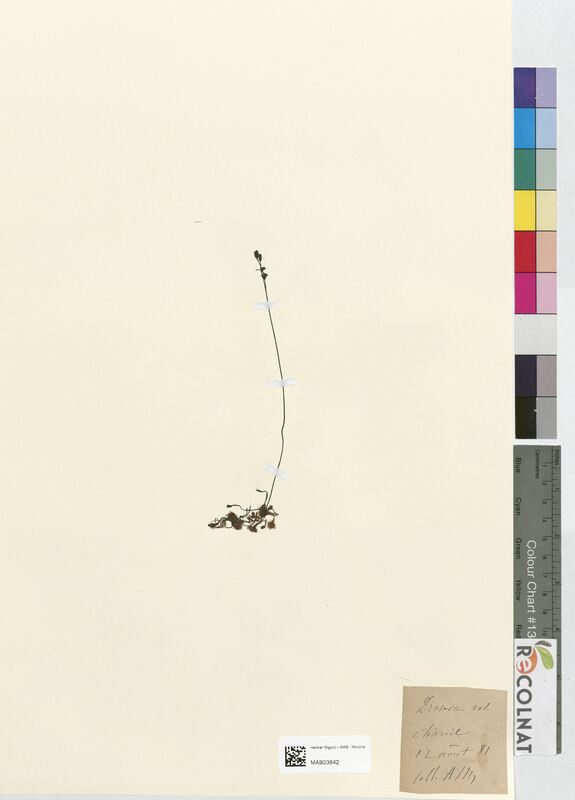 Drosera rotundifolia (Droseraceae)