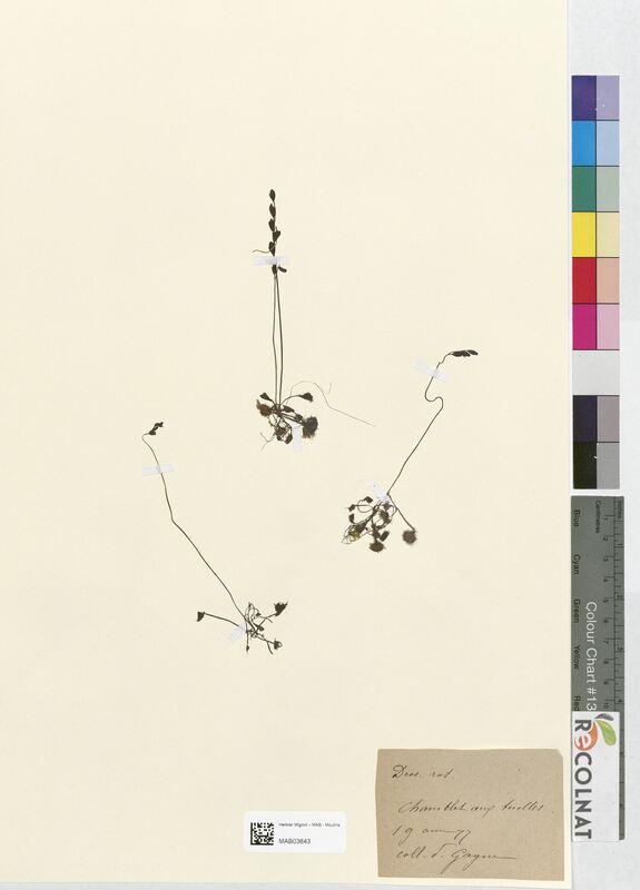 Drosera rotundifolia (Droseraceae)