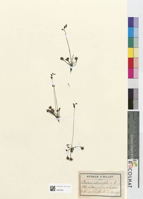 Drosera rotundifolia (Droseraceae)