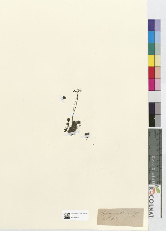 Drosera rotundifolia (Droseraceae)