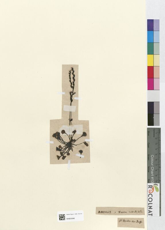 Drosera rotundifolia (Droseraceae)