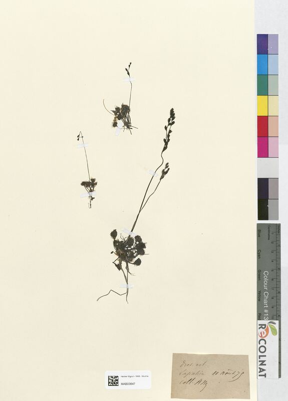 Drosera rotundifolia (Droseraceae)