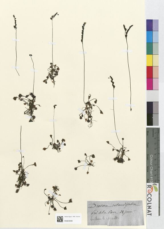 Drosera rotundifolia (Droseraceae)