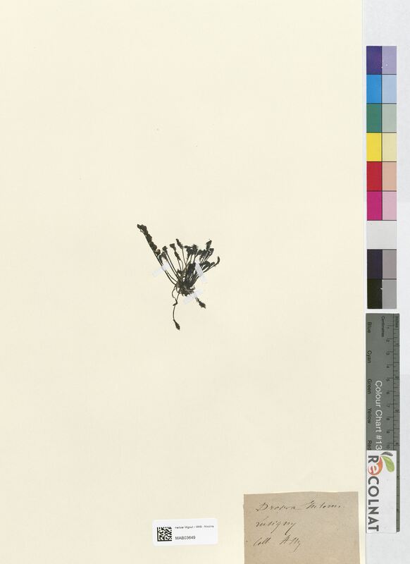 Drosera intermedia (Droseraceae)