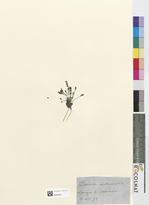 Drosera intermedia (Droseraceae)