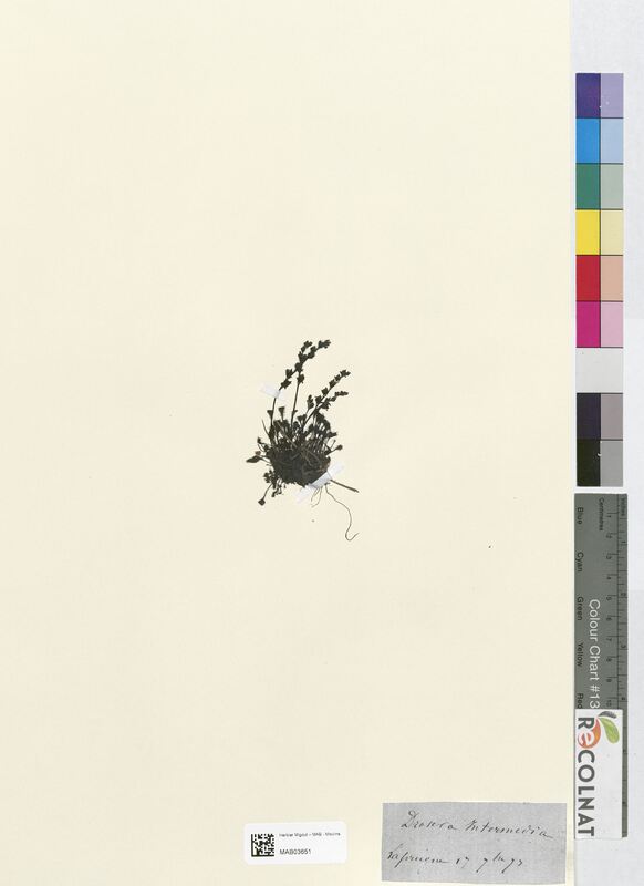 Drosera intermedia (Droseraceae)