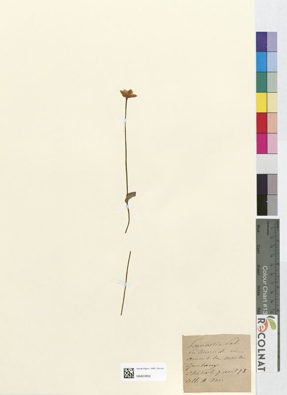 Parnassia palustris (Droseraceae)