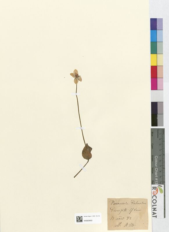 Parnassia palustris (Droseraceae)