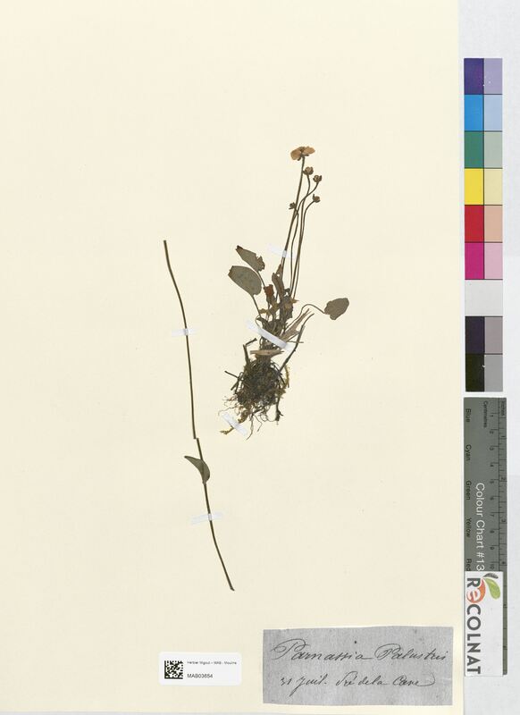 Parnassia palustris (Droseraceae)