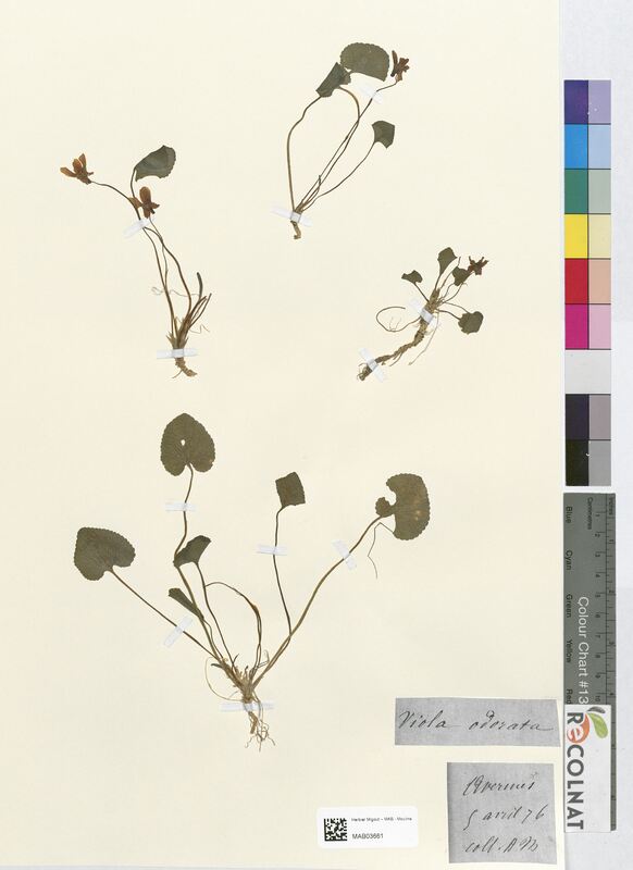 Viola odorata (Violaceae)