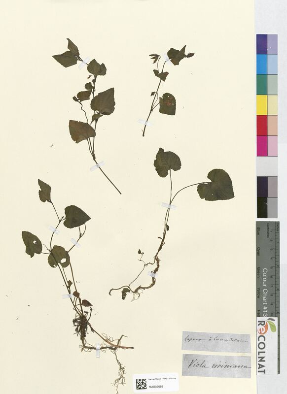 Viola riviniana (Violaceae)