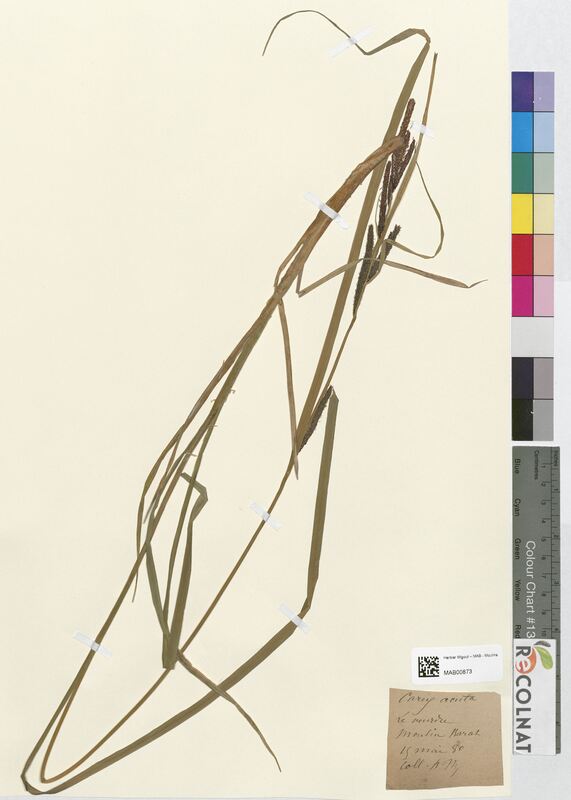 Carex acuta (Cyperaceae)