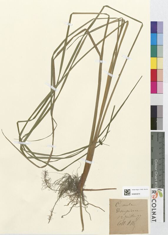 Carex acuta (Cyperaceae)