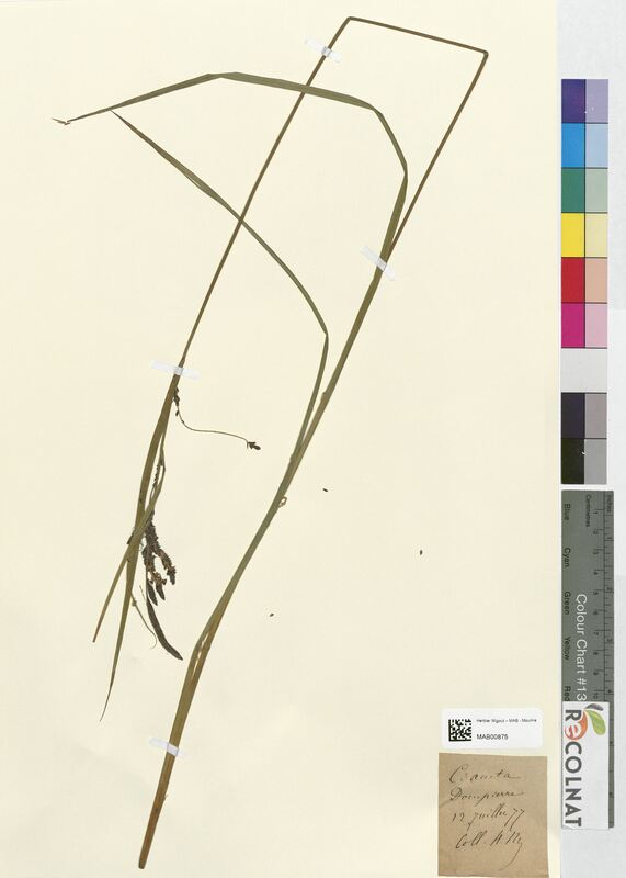 Carex acuta (Cyperaceae)