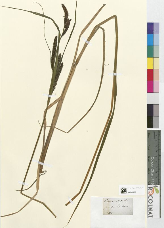 Carex acuta (Cyperaceae)