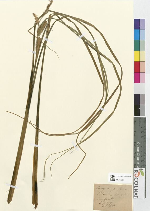 Carex ampullacea (Cyperaceae)