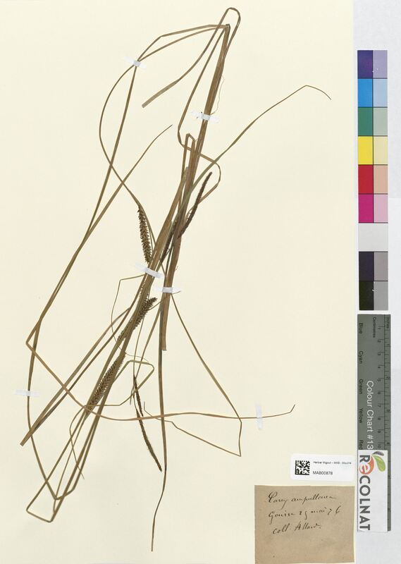 Carex ampullacea (Cyperaceae)