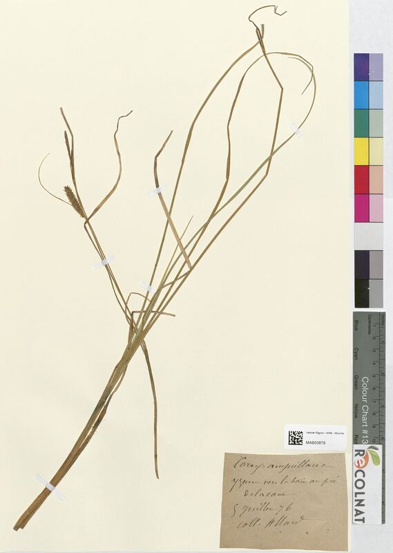 Carex ampullacea (Cyperaceae)