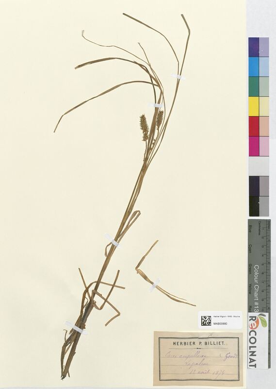 Carex ampullacea (Cyperaceae)