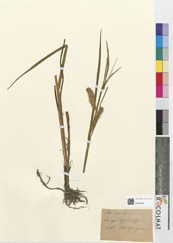 Carex ampullacea (Cyperaceae)