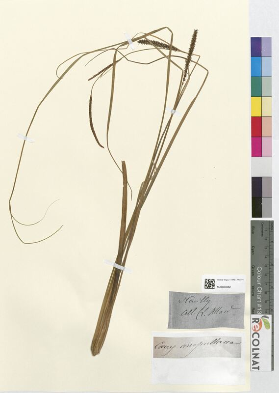 Carex ampullacea (Cyperaceae)