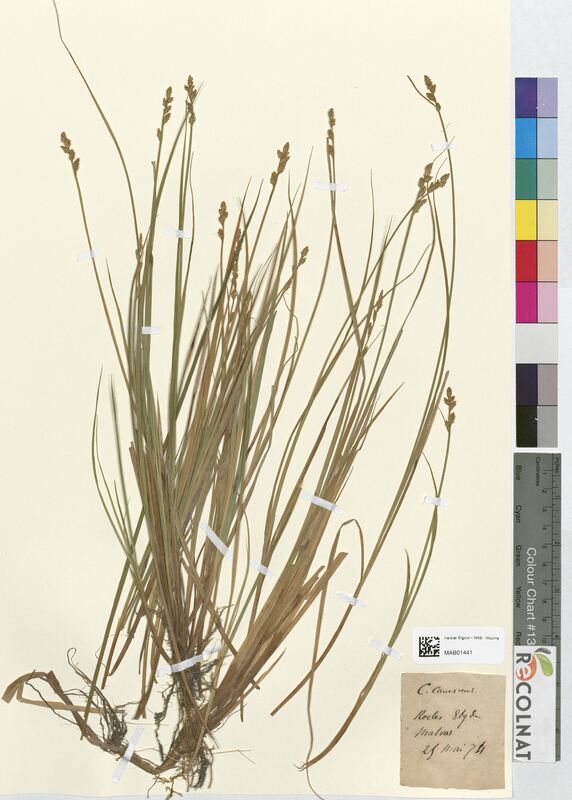 Carex canescens (Cyperaceae)