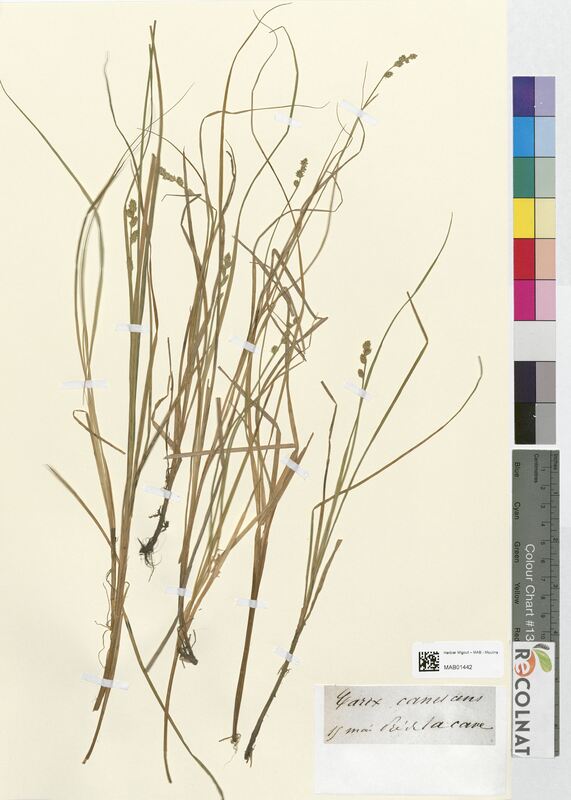 Carex canescens (Cyperaceae)