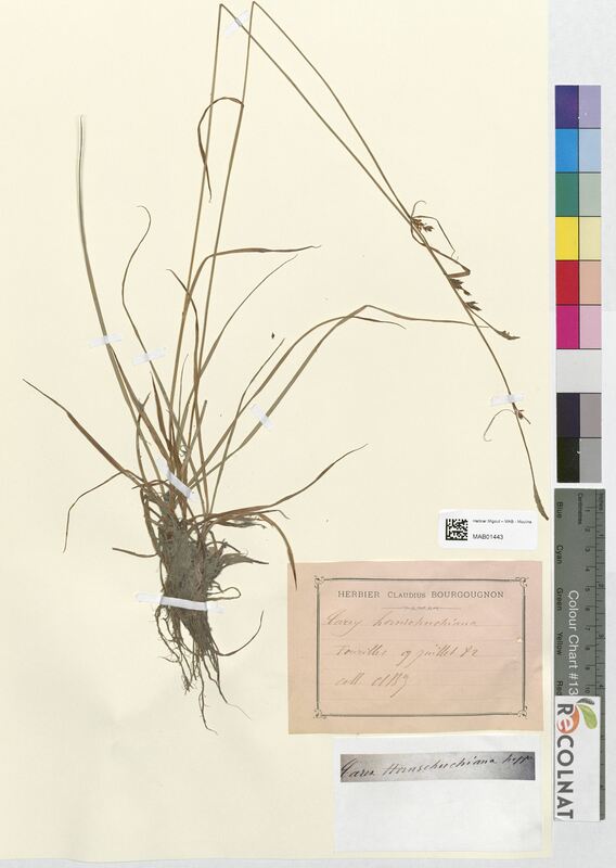 Carex hornschuchiana (Cyperaceae)