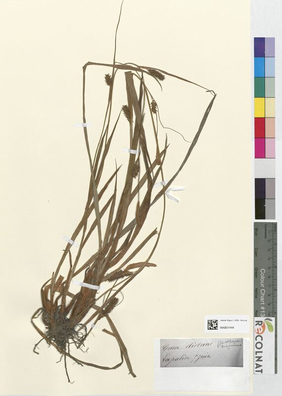 Carex distans (Cyperaceae)